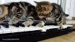 Cute Kittens Playing Keyboards!! Disney Aristocats!!