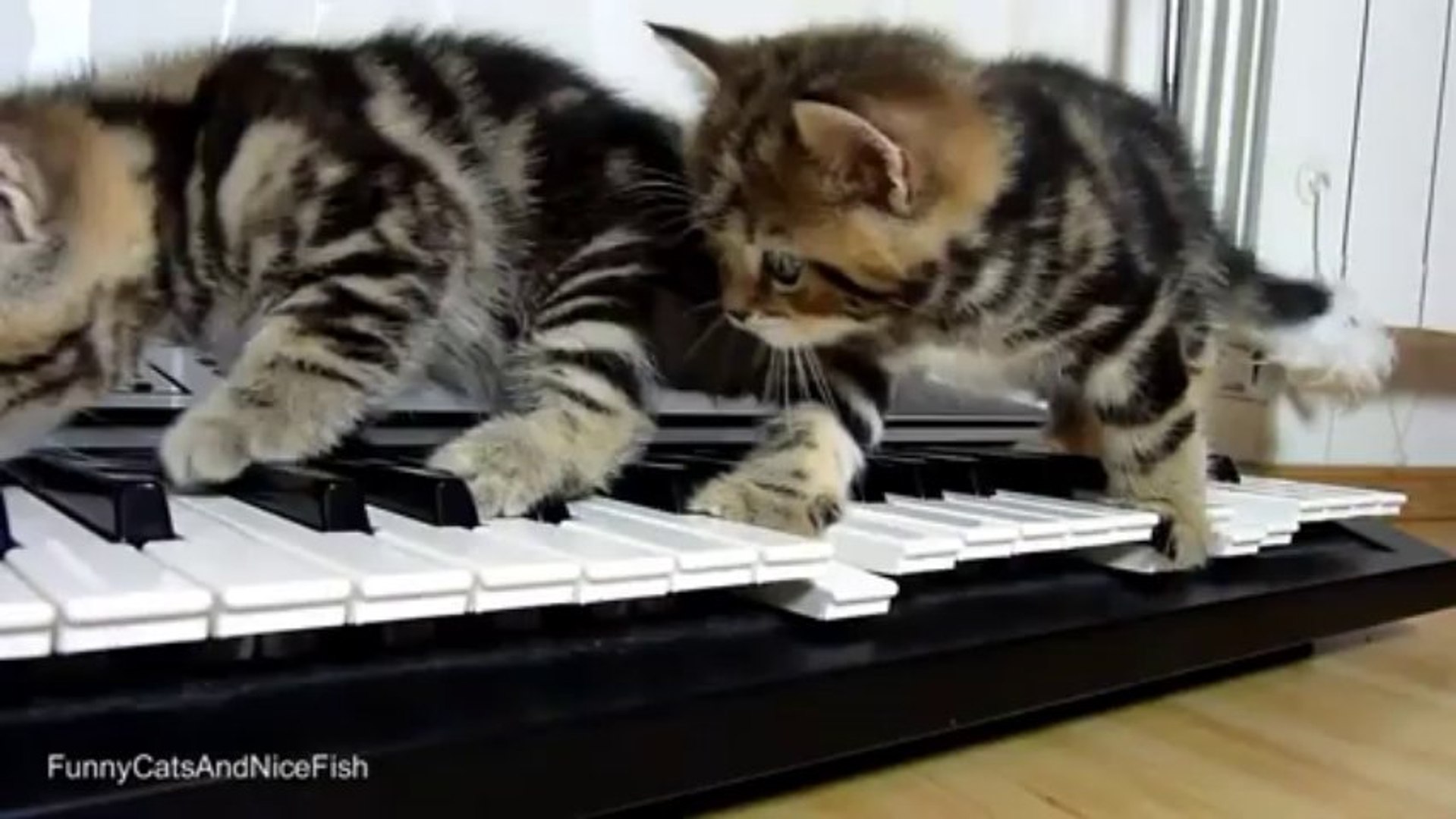 Petits Chatons Musiciens En Mode Aristochats Walt Disney Piano Video Dailymotion