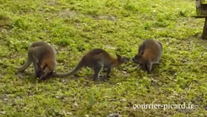 Portes ouvertes à la ferme de Beaumont