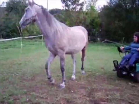 Vizir liberte trot 5 10 2013