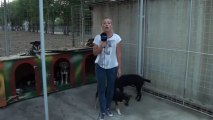 Dog peeing on reporter