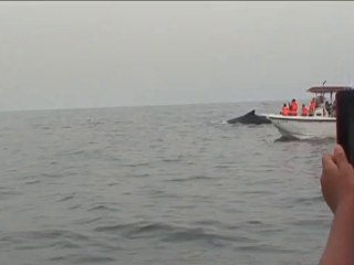 Promenade en mer pour voir les baleines