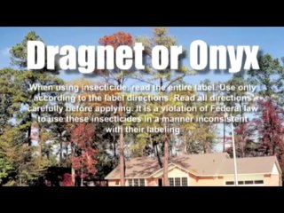 Tree Bugs & Disease