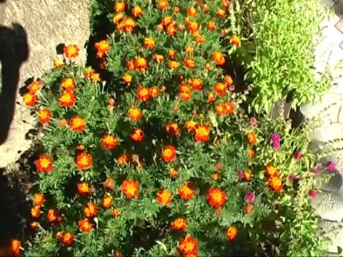 Çorovoda një premtim i mbajtur,Çorovoda që po ndryshone çdo ditë,Produksion nga Albert LAMÇE & Ardian NAÇO