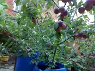 erık video (2 türbe erığı www.dailymotion.com/tr