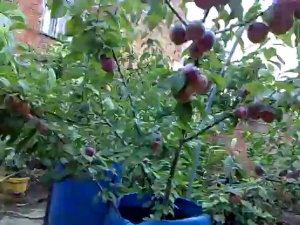 erık video (2 türbe erığı www.dailymotion.com/tr