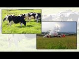 Plane hits cow during landing at airport in Indonesia