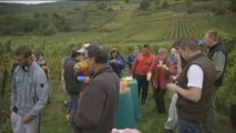 Les vendanges en Alsace, solution anti-crise ?