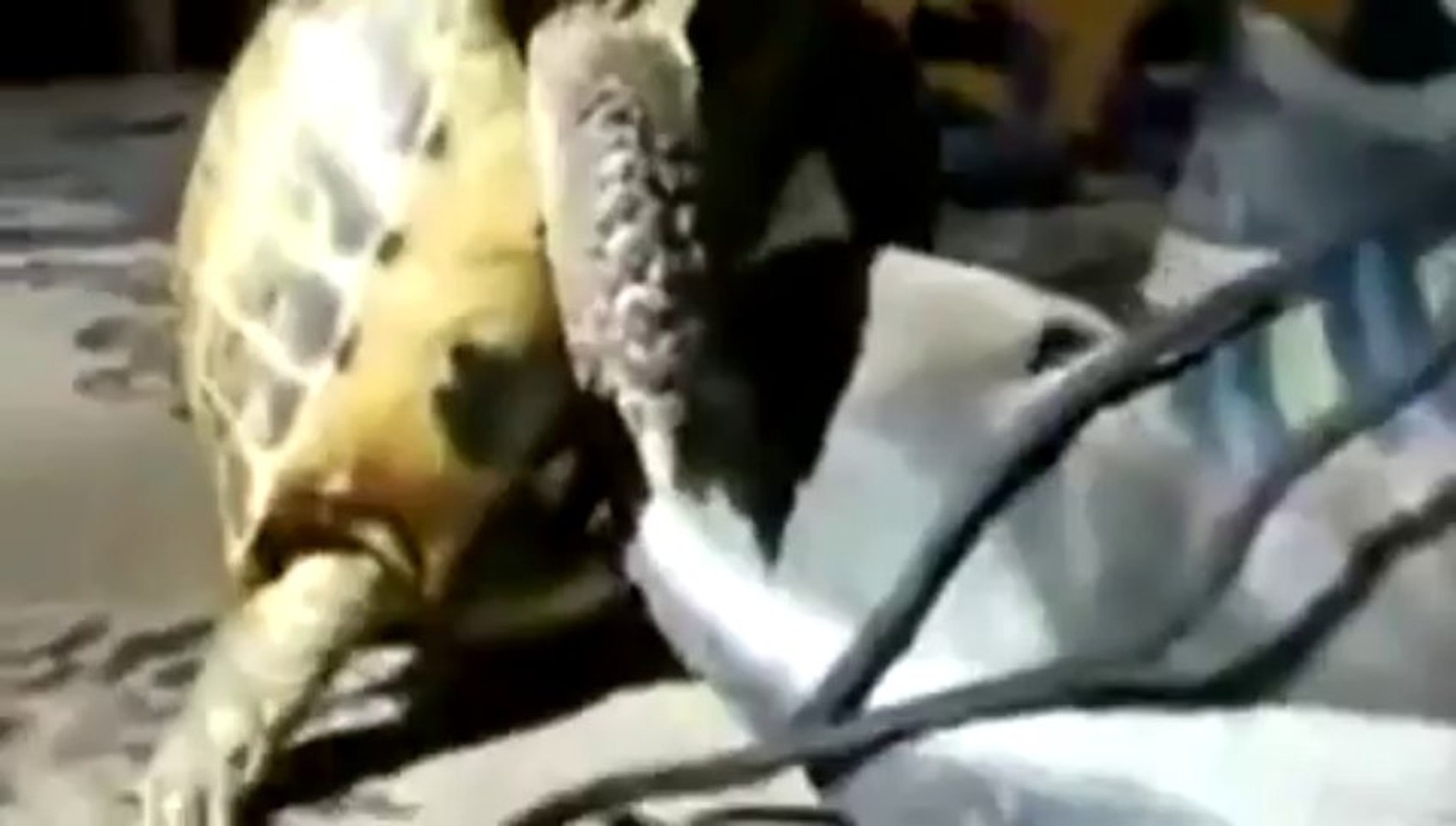 Turtle Has Sex With Shoe