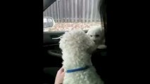 Bichon Frise Puppy coming Home 8 Weeks Old, meets real Brother for First Time
