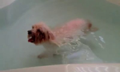 Bathtub Fun With My Bichon Frise