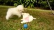 Bichon Frise puppies playing: Bella & Molly