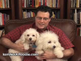 Bichon Frise Breeders