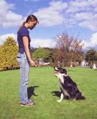 Dove Cresswells Dog.  Training Online