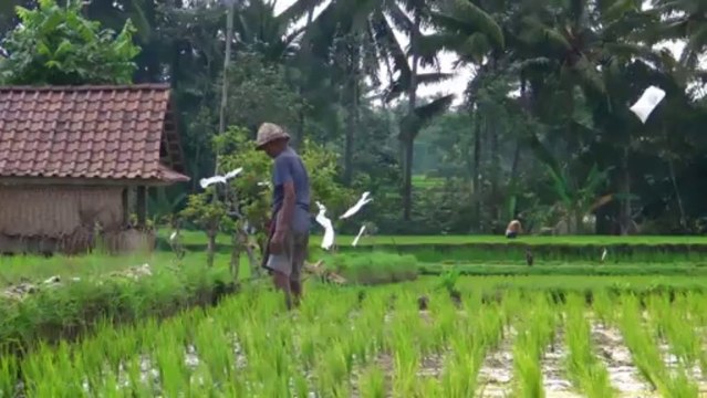 Les rizières d'Ubud