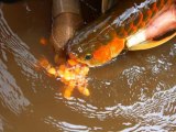 How To Breed Arowana - Arowana Secrets Revealed