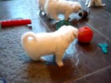 Bichon Frise Puppies 4 weeks old