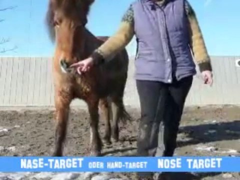 Clickertraining mit Hylling 81