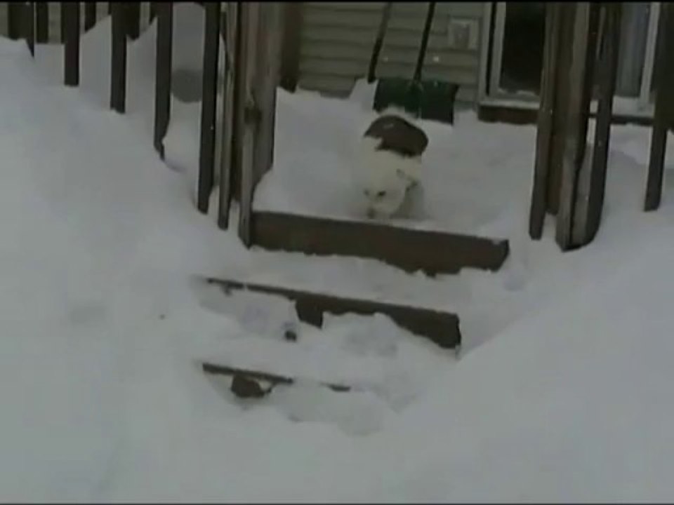 Mulligan the Bichon Frise Snow Blitz