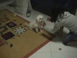 popcorn the bichon frise doing tricks II !