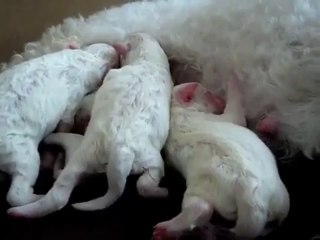 Poppy&#39;s Puppies - Amazing Bichon Frise Birth - First Born - mybichon.co.uk