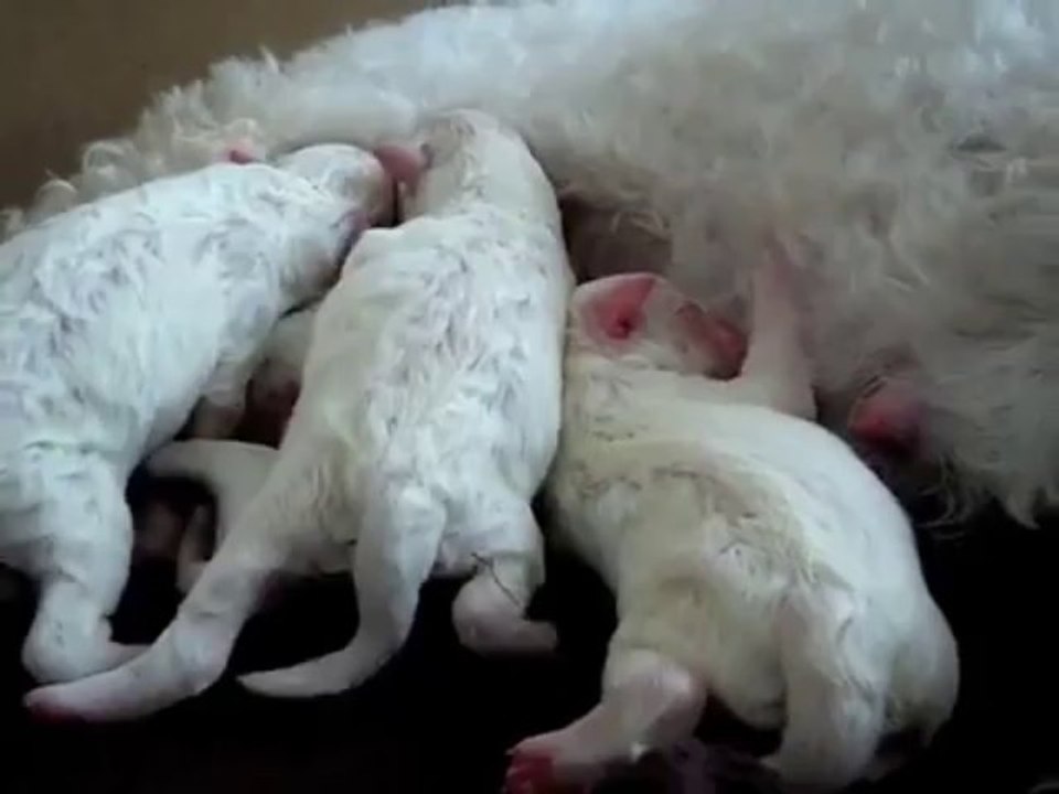 Poppy's Puppies - Amazing Bichon Frise Birth - First Born - mybichon.co.uk
