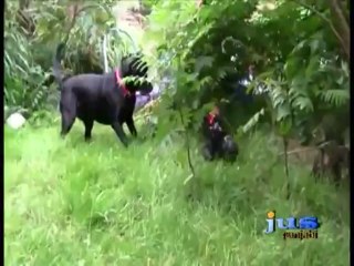 Hasna Mana Hai - Parrot vs Puppy and Rooster vs Dog Fight