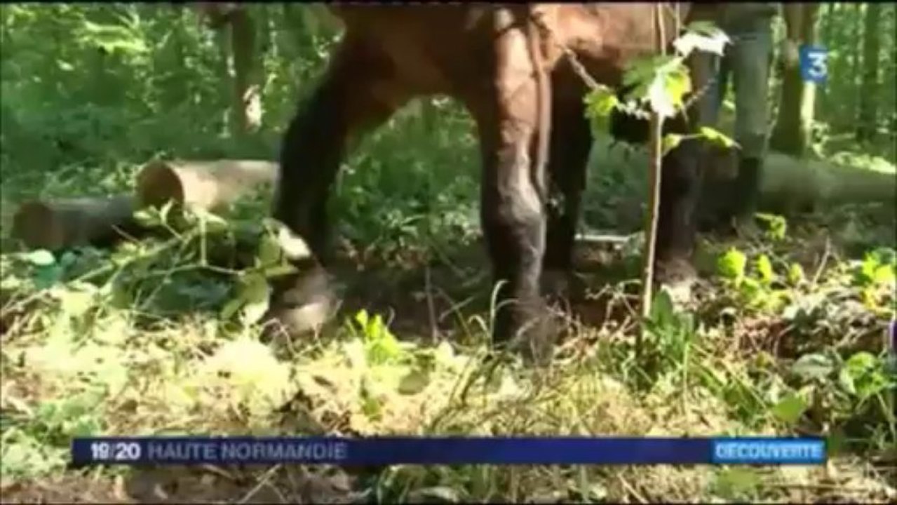 tetine debardage avec des chevaux en haute normandie