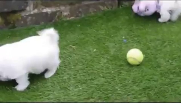 Westie x Bichon Frise pups