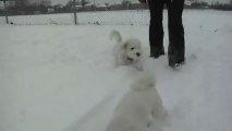 Bichon Frise Puppy & Dog Playing in Snow Rifts at the Park, Chasing each other around