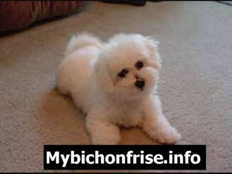 Bichon Frise Grooming-Proper Care & Feeding