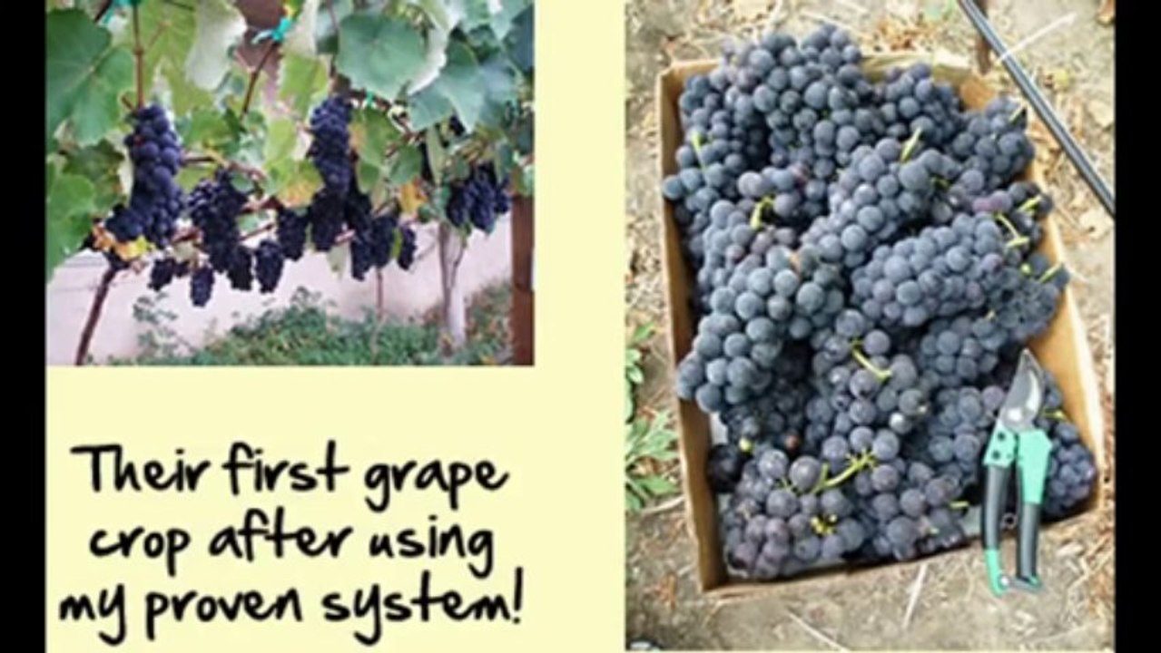 The Complete Grape Growing System com
