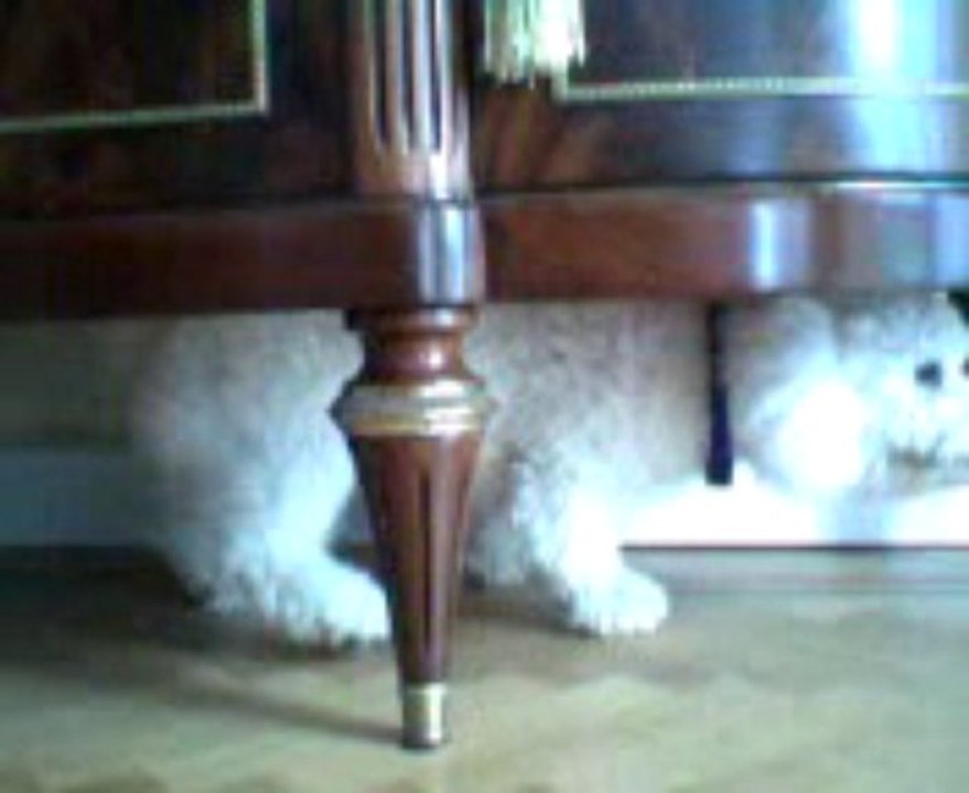 BICHON FRISE DOG THINKS HE'S A CAT
