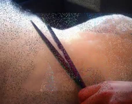 Bichon Frise grooming