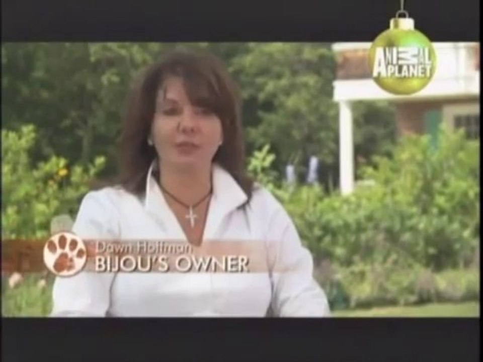 BICHON FRISE - ABC CANINO - 101 DOGS - ESPAÑOL