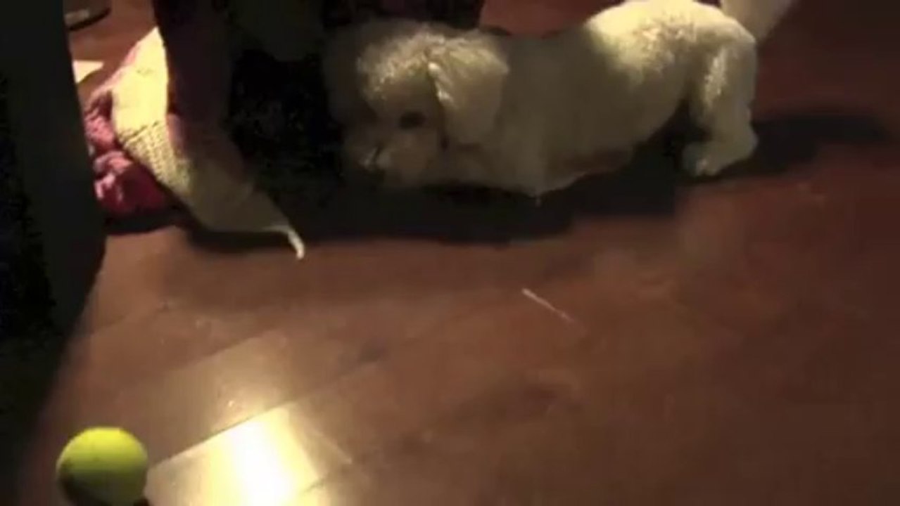 Bichon Frise Dog Playing with Tennis Ball and having lots of Fun