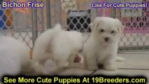 Bichon Frise, Puppies For Sale, In, Charleston, 19Breeders, South Carolina, SC, Greenville, County