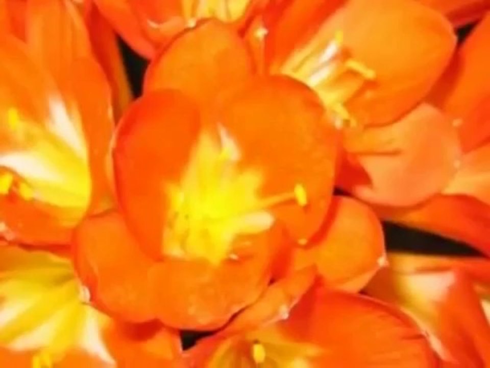 Hooponopono www.NewSourceHealing,com