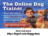 Bichon Frise Training Tips to Train Dog