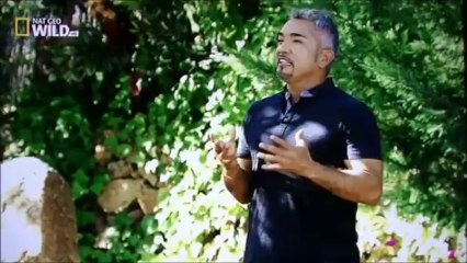 César Millan Fr S01 Ep11 sur 12