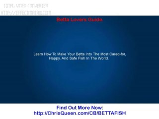 Betta Lovers Guide.