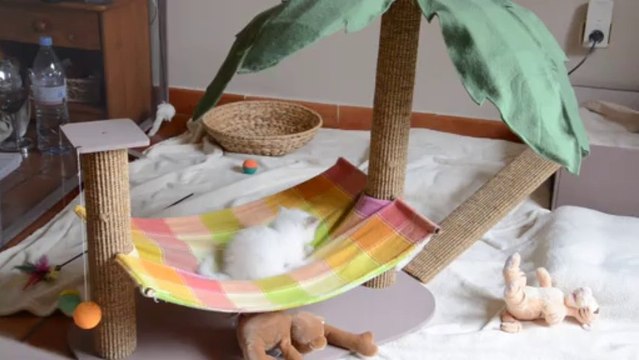 Jeux chatons 11 (04/10/13)