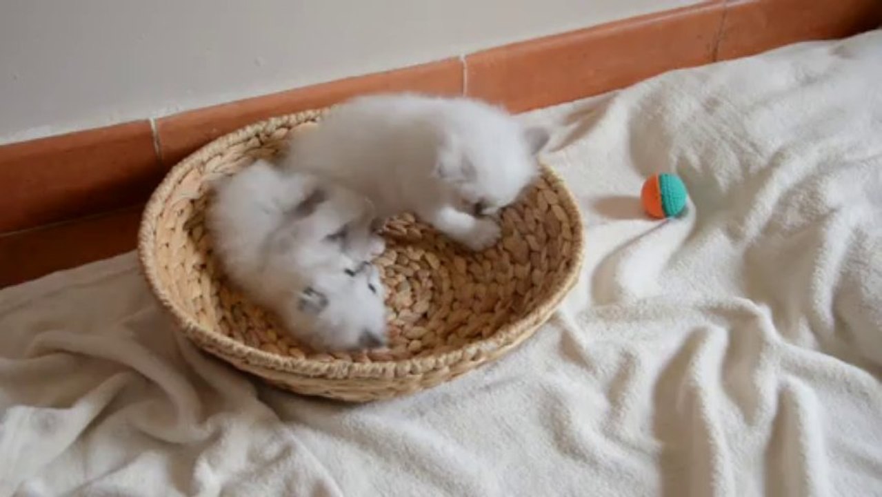 Jeux chatons 12 (04/10/13)