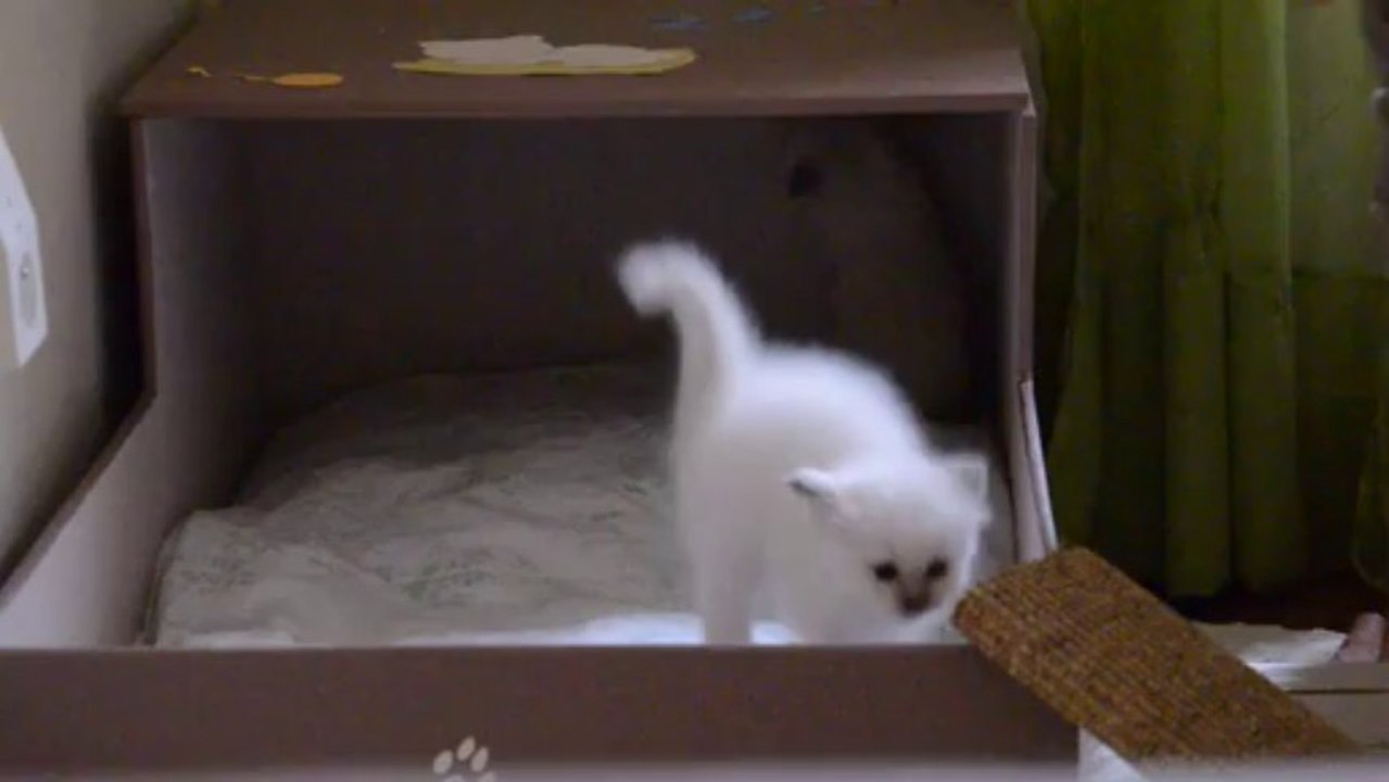 Jeux chaton 13 (04/10/13)