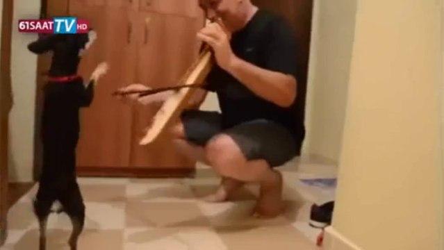 Sahibi kemençe çaldı, köpek horon oynadı
