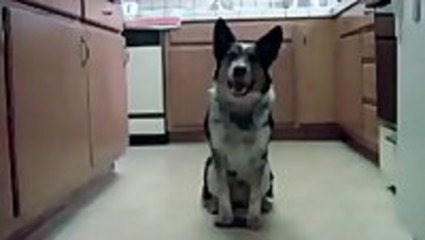 The world's most intelligent dog