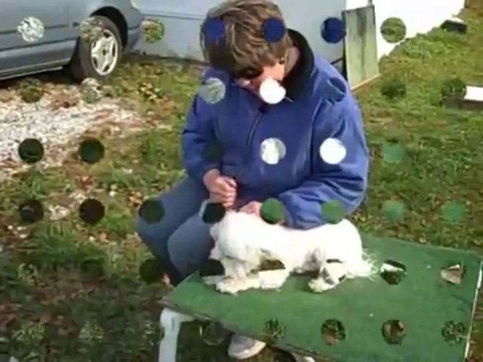 Dog Training, Sit -stay and Down with a Bichon Frise