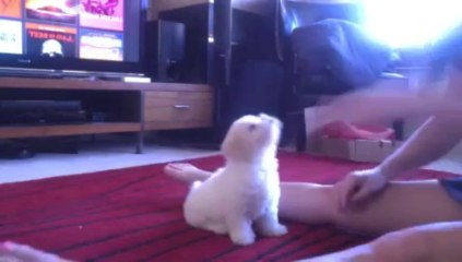 &#39;Pippi&#39; the 8 week old Bichon Frise puppy