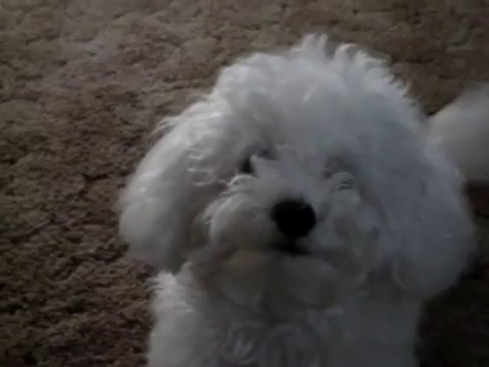 Bichon Frise
