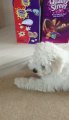 Molly our Bichon Frise 12 week old puppy not too sure about her new collar